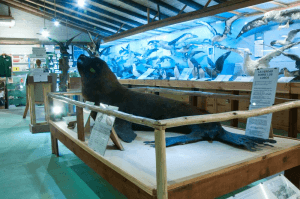 Museo del Mar em Punta del Este: exposição da vida marinha