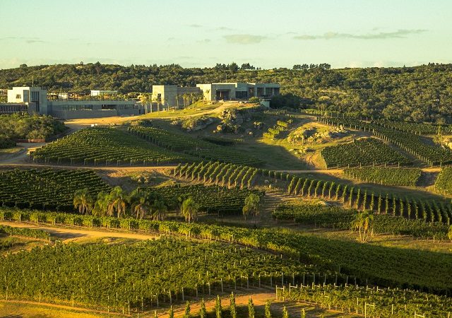 Melhores vinícolas no Uruguai
